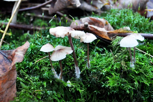Toxic mushrooms on ground in the jungle at Black Forest or Schwarzwald at Seebach district of Zurich city in Baden Wurttemberg, Germany