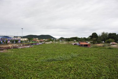 Uthaithani şehrinin manzarasını ve nehir kenarındaki yerel merkez pazarını Eichhornia crassipes veya Tayland 'ın Uthai Thani eyaletindeki Sakae Krang nehrindeki yaygın su sümbülü ile görüntüleyin.