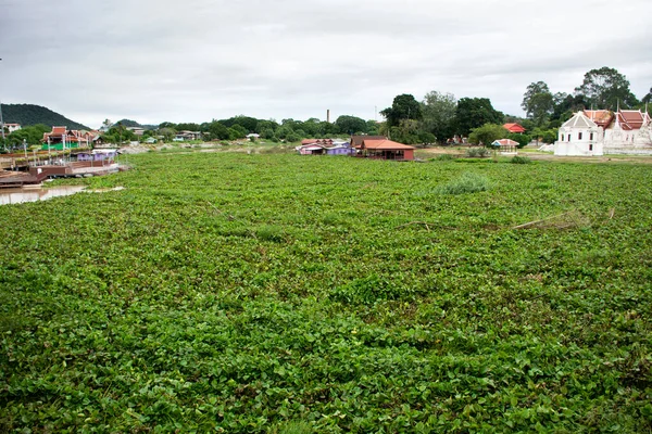 View Landscape Cityscape Wat Uposatharam Bot Temple Riverside Eichhornia Crassipes — Stock Photo, Image