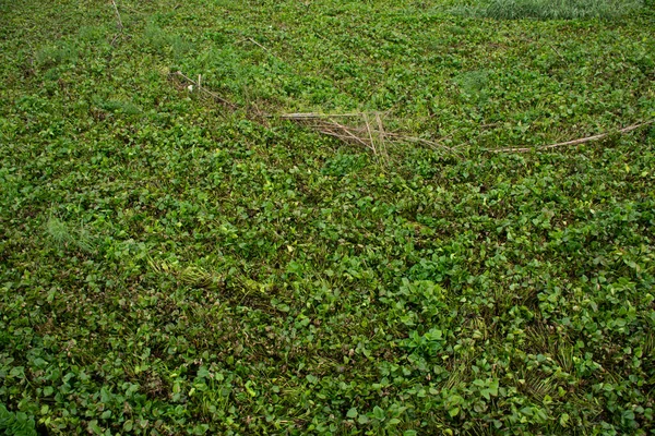 Eichhornia Crassipes Oder Gewöhnliche Wasserhyazinthe Und Viel Müll Auf Der — Stockfoto