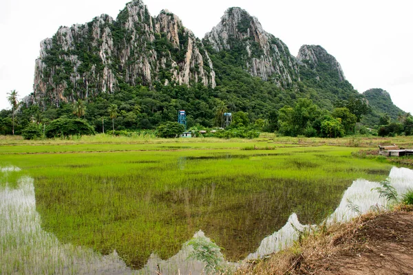 Paysage Rizière Sites Intérêt Kaonor Kaokaew Montagnes Calcaires Pour Les — Photo
