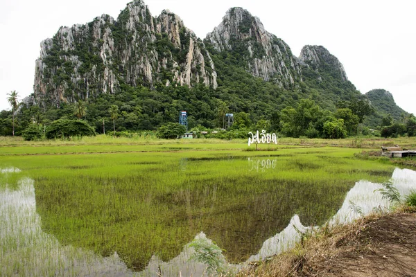 Paysage Rizière Paddy Monuments Kaonor Kaokaew Montagnes Calcaires Saison Des — Photo
