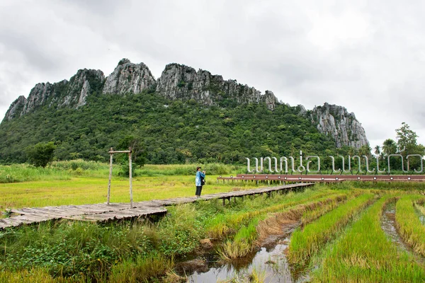 Travelers Thai Women Walking Travel Visit Walkway Wooden Bridge Rice — Stock Photo, Image