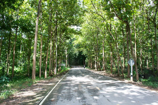 Route Dans Forêt Aller Stupa Musée Moine Luang Khao Ananyo — Photo