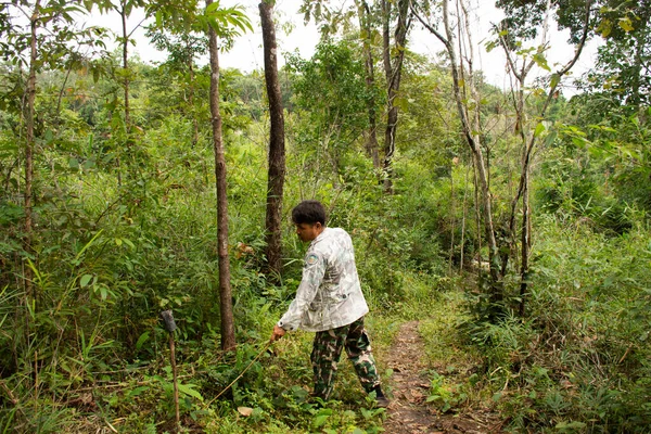 Bosbouw Officier Brengen Thaise Mensen Buitenlandse Reiziger Wandelen Het Bos — Stockfoto