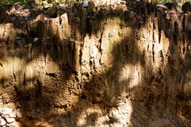 Ormandaki Pathway 'deki toprak ve taş duvar Tayland' ın Chiang Mai kentindeki Doi Lo şehrindeki Mae Wang Ulusal Parkı 'nın vahşi ormanlarını izleyen Pha Chor kanyon uçurumlarına gider.