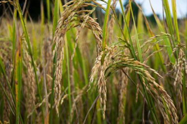 Taylandlılar, Tayland 'ın Chiang Mai şehrinin kırsal kesimindeki Baan Huay Kaew köyünde çeltik tarlasında pirinç fideleri yetiştiriyor.