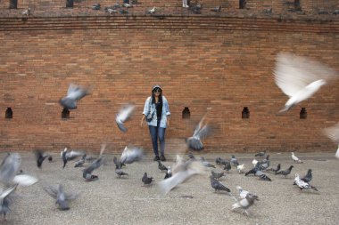 Taylandlı gezginler Thapae antik kapısında güvercin kuşları veya Chiang Mai eski şehir tuğla duvarları ve Tayland 'ın Chiang Mai şehrinin en ünlü simgelerinden biri olan Tha Pae kapılarını ziyaret edip fotoğraf çekerler.