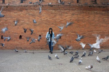 Taylandlı gezginler Thapae antik kapısında güvercin kuşları veya Chiang Mai eski şehir tuğla duvarları ve Tayland 'ın Chiang Mai şehrinin en ünlü simgelerinden biri olan Tha Pae kapılarını ziyaret edip fotoğraf çekerler.