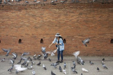 Taylandlı gezginler Thapae antik kapısında güvercin kuşları veya Chiang Mai eski şehir tuğla duvarları ve Tayland 'ın Chiang Mai şehrinin en ünlü simgelerinden biri olan Tha Pae kapılarını ziyaret edip fotoğraf çekerler.