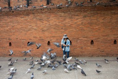 Taylandlı gezginler Thapae antik kapısında güvercin kuşları veya Chiang Mai eski şehir tuğla duvarları ve Tayland 'ın Chiang Mai şehrinin en ünlü simgelerinden biri olan Tha Pae kapılarını ziyaret edip fotoğraf çekerler.
