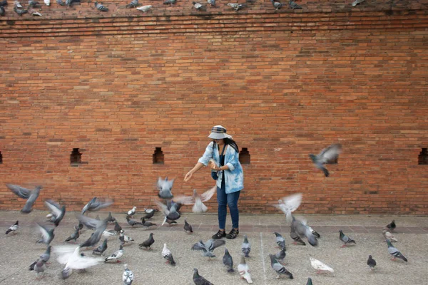 Taylandlı gezginler Thapae antik kapısında güvercin kuşları veya Chiang Mai eski şehir tuğla duvarları ve Tayland 'ın Chiang Mai şehrinin en ünlü simgelerinden biri olan Tha Pae kapılarını ziyaret edip fotoğraf çekerler.