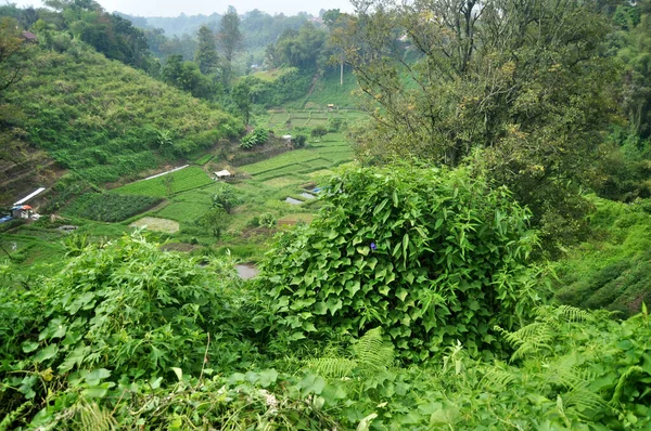 Paysage Montagne Rajaberneh Ville Vallée Village Colline Avec Plantation Ferme — Photo