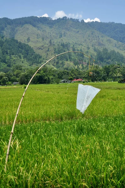 Paisaje Tierras Cultivo Personas Indonesias Trasplantan Siembra Arroz Arrozal Campo — Foto de Stock