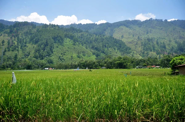 Krajobraz Rolnictwo Indonezyjczycy Przeszczep Siewu Pola Ryżu Lub Ryżu Wsi — Zdjęcie stockowe