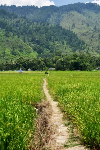 Landscape Farmland Indonesian People Transplant Seeding Paddy Rice Field Countryside — Stock Photo, Image