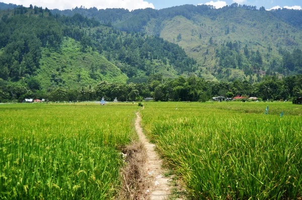 Landscape Farmland Indonesian People Transplant Seeding Paddy Rice Field Countryside — Stock Photo, Image