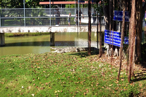 2016年11月27日 泰国Suphan Buri动物园和水族馆Bueng Chawak Chalermphrakiat笼中的暹罗鳄鱼 供泰国人和外国游客在Doem Bang Nang Buat游览 — 图库照片