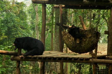 Asyalı kara ayı ya da ay ayıları vahşi yaşam sığınaklarının kafesinde rahatlar. Hayvanat bahçesinde laoslular ve yabancı gezginler için Kuang Si Şelalesi ya da Tat Kuang Şelaleleri Luang Prabang, Laos 'a seyahat ederler.