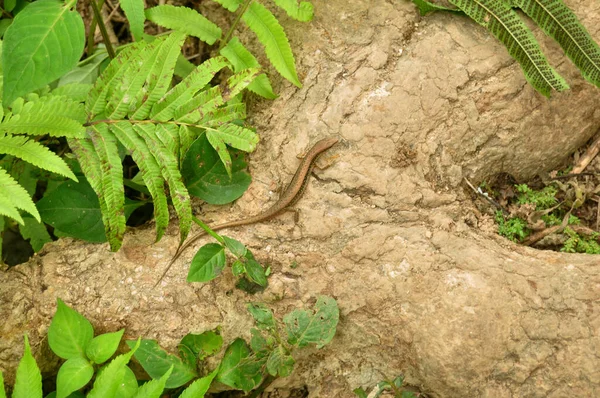 位于老挝卢安波邦光西瀑布或塔光西瀑布的户外丛林森林里 滑行的蜥蜴或爬行动物在树根上行走 — 图库照片
