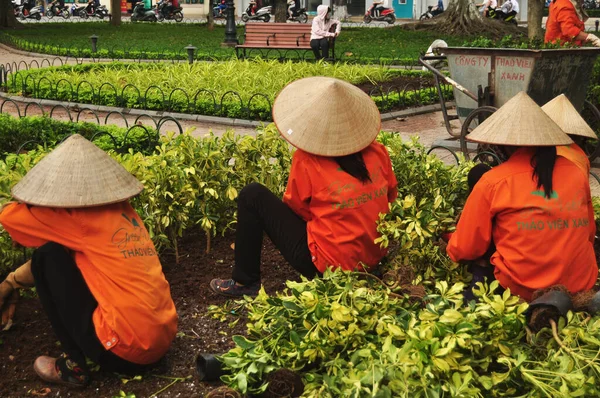 Vietnamese Vrouwen Arbeiders Werken Tuinieren Tak Boom Blad Plant Het — Stockfoto