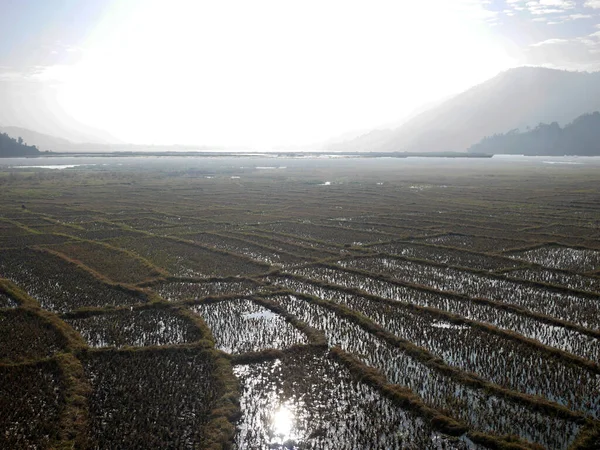 Landschap Landbouwgrond Nepali Mensen Transplanteren Zaaien Padie Rijst Veld Het — Stockfoto