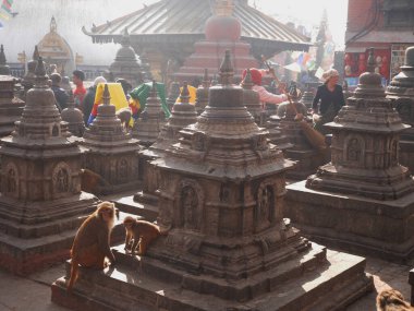 Maymun yürüyüşü oynayarak Swayambhunath, Swayambu, Swoyambhu ya da Maymun Tapınağı 'nda Napalililer ve yabancı gezginler için 2 Aralık 2017' de Katmandu, Nepal 'de