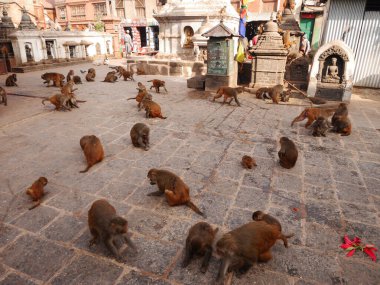 Birçok maymun ailesi Swayambhunath pagoda veya Swayambu chedi veya Swoyambhu stupa veya Nepal halkı ve yabancı gezginler için Maymun Tapınağı 'nda yaşar.