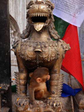 Nepal, Katmandu 'ya seyahat eden yabancı gezginler ve Nepal halkı için Swayambhunath pagoda ve Maymun Tapınağı' nın antik binasında aslan pirinçten heykel figürü Nepal tarzı nepal tarzı.