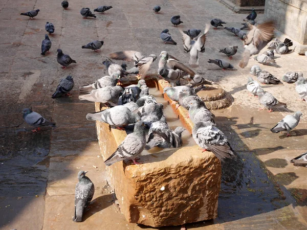 Taubenvogel Warten Nepalesen Füttern Nahrung Mit Taubenvögeln Trinkt Wasser Und — Stockfoto