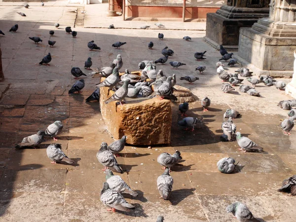 Taubenvogel Warten Nepalesen Füttern Nahrung Mit Taubenvögeln Trinkt Wasser Und — Stockfoto