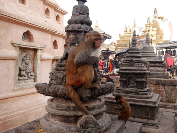 Monkey Walking Gra Siedzi Zrelaksowany Swayambhunath Pagoda Lub Swayambu Lub — Zdjęcie stockowe