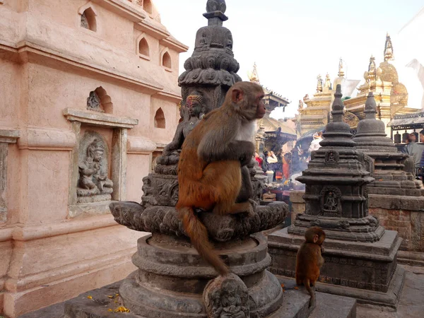 Mono Caminando Sentado Sentado Relajado Swayambhunath Pagoda Swayambu Swoyambhu Templo — Foto de Stock
