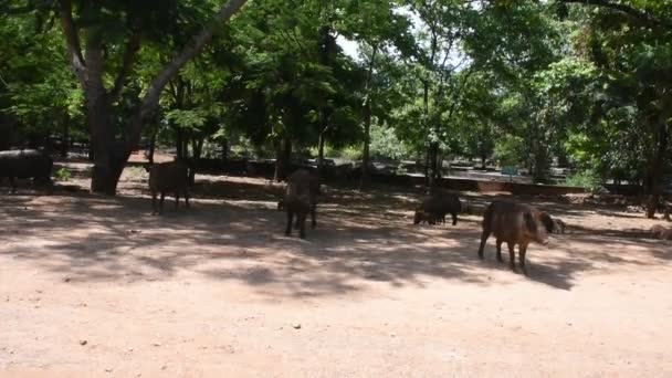 Familia Jabalíes Camina Espera Que Gente Tailandesa Los Viajeros Extranjeros — Vídeos de Stock