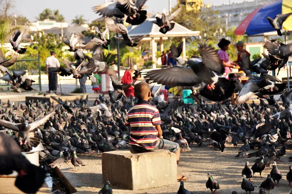 Burmese Children Boys Novice Group Travel Visit Playing Dove Bird — Stock Photo, Image