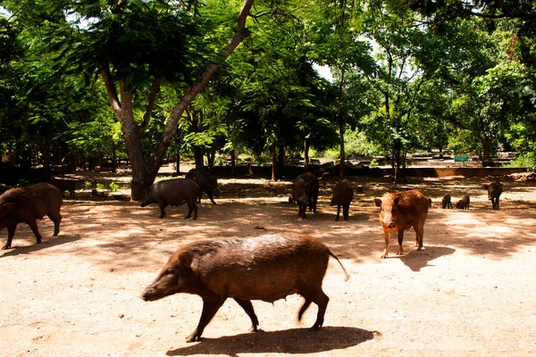 Svin Gris Familj Promenad Och Väntar Thai Människor Och Utländska — Stockfoto