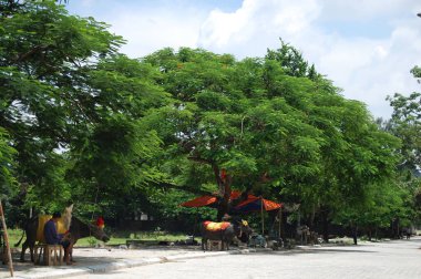 Vietnam halkı, 8 Temmuz 2012 'de Hanoi, Vietnam' da, Hoa Lu antik başkentinden Dinh Tien Hoang Tapınağı ve Nhat Tru Pagoda gibi gezginleri beklemek için su bufalosuyla birlikte oturur.