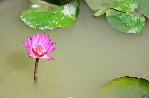 Flor de loto blanco o flor de lirio de agua en el estanque — Foto de Stock