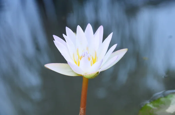 Witte lotusbloem of Water Lilly Blossom in vijver — Stockfoto