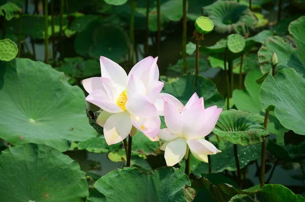 Lotusbloem in vijver — Stockfoto