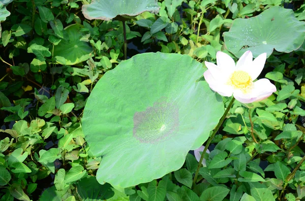 Lotus Flower in pond — Stock Photo, Image
