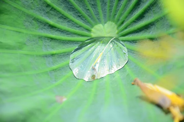 Water op een lotus blad rollen — Stockfoto