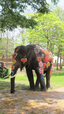 Songkran Festivali olarak kutlanan geleneksel yeni yıl Nisan 13-15, Ayutthaya, Tayland Filler ile sıçramasına suyla günüdür.
