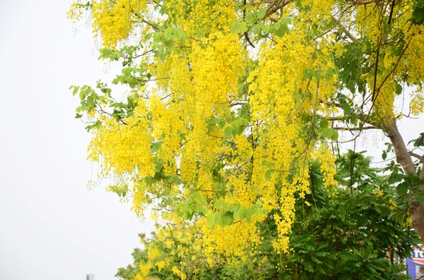 Fístula de cássia conhecida como a árvore dourada do chuveiro — Fotografia de Stock
