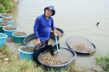 Tay insanlar su ürünleri cockle çiftlik ve satış için yakalamak