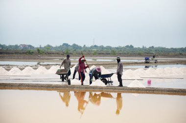 Tay insanlar tuz tarım tuz tutulması