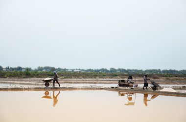 Tay insanlar tuz tarım tuz tutulması