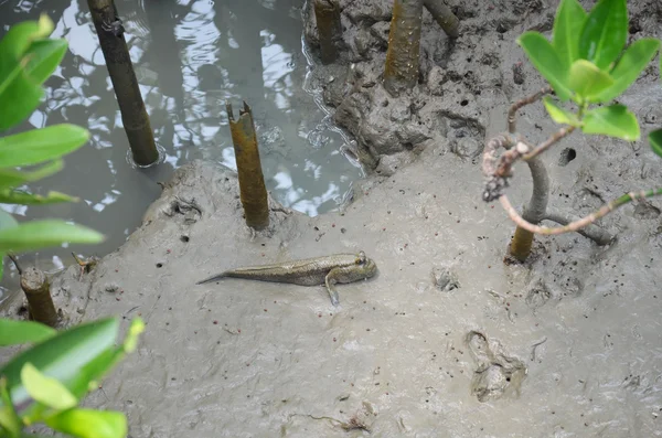 Amphibien- oder Schlammskipper-Fische im Mangrovenwald — Stockfoto