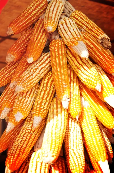 Висяча кукурудза на відкритому повітрі — стокове фото