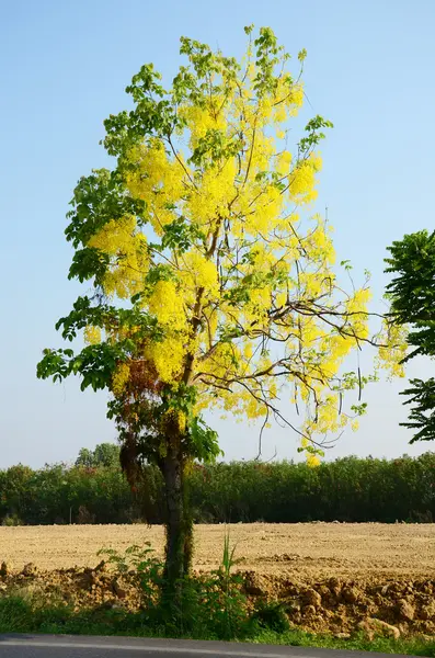Золотое дерево душа — стоковое фото